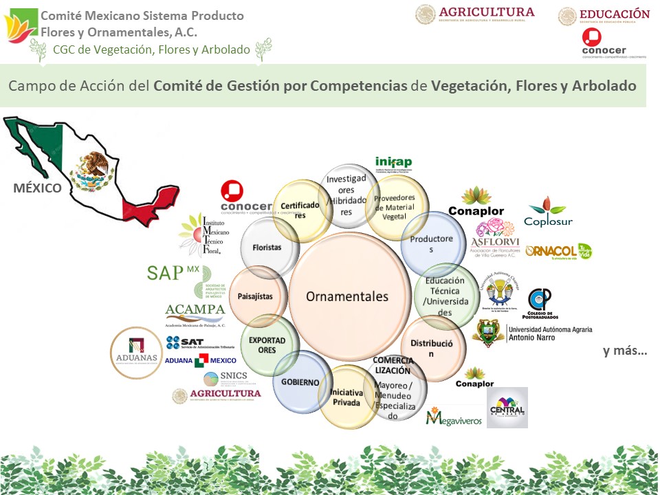 Diapositiva12 Diapositiva12