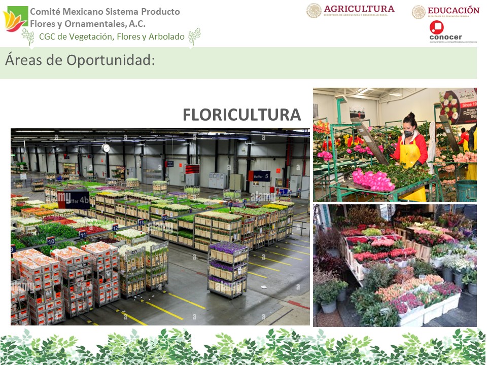 Diapositiva13 Diapositiva13