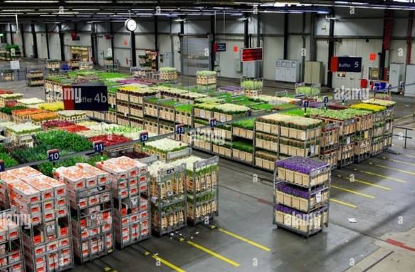 floricultura1 floricultura1